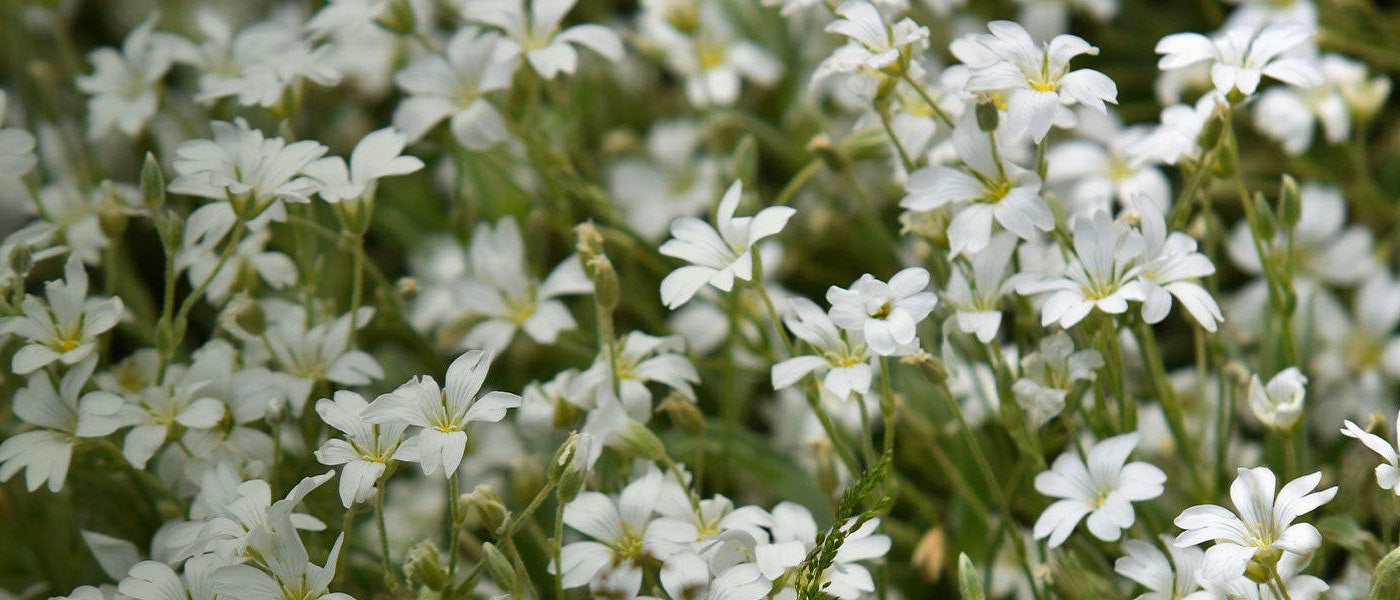 Vaste planten als bodembedekker