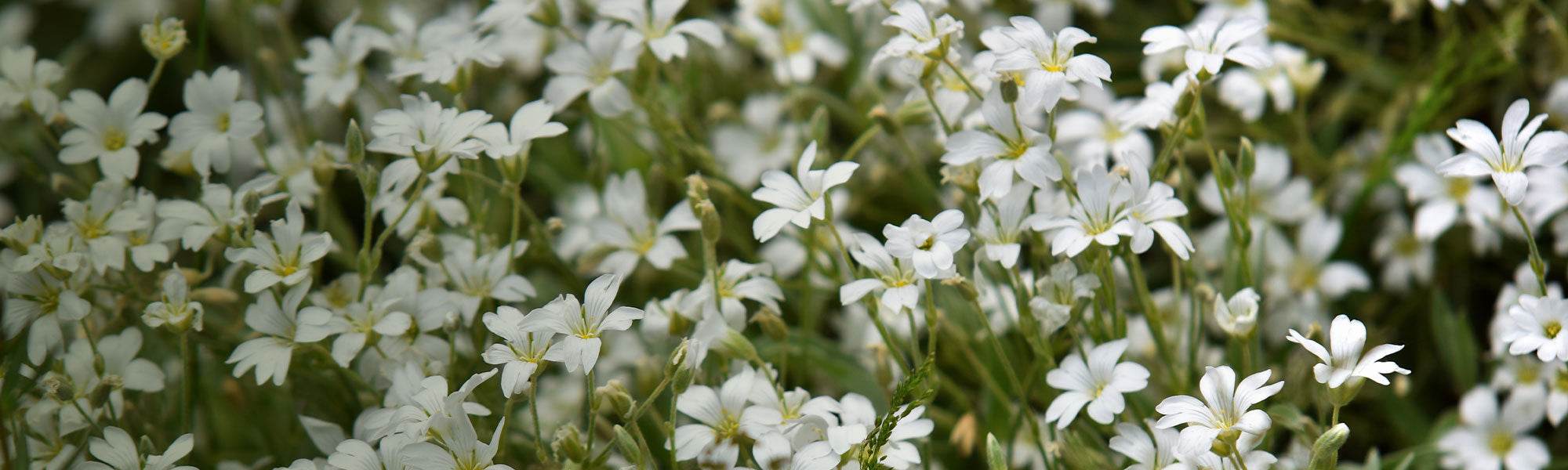 Vaste planten als bodembedekker