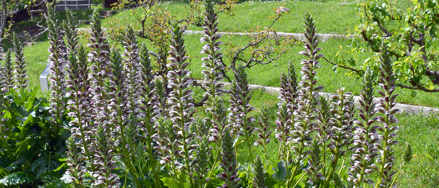 Zachte acanthus - Acanthus mollis