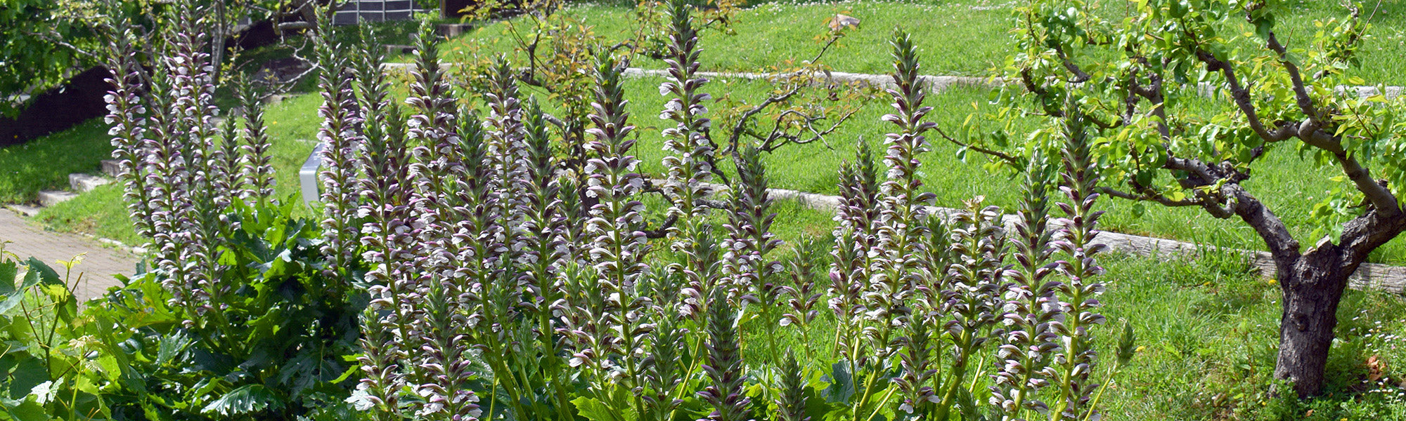 Zachte acanthus - Acanthus mollis