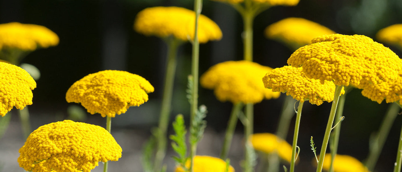 Wollige duizendblad - Achillea tomentosa