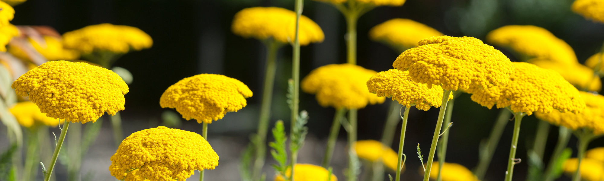 Alpen-duizendblad - Achillea alpina