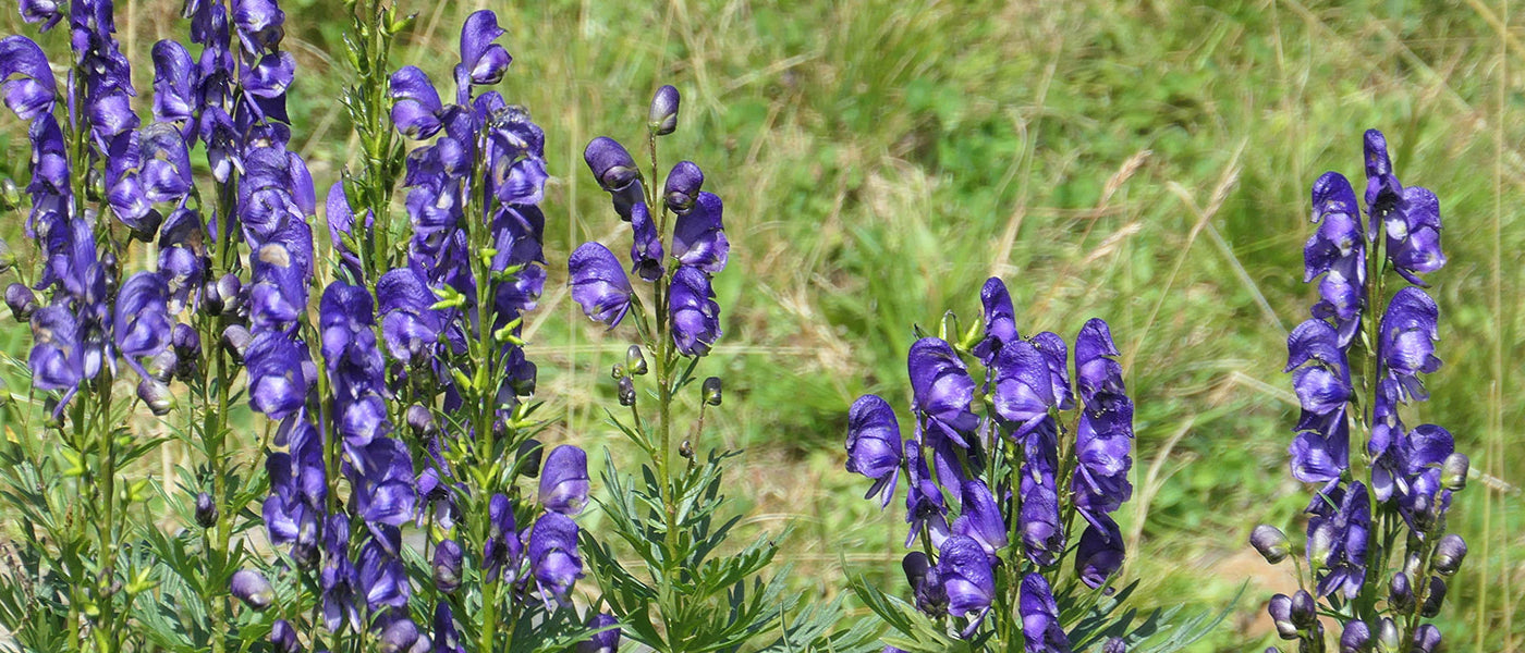 Stevige monnikskap - Aconitum firmum