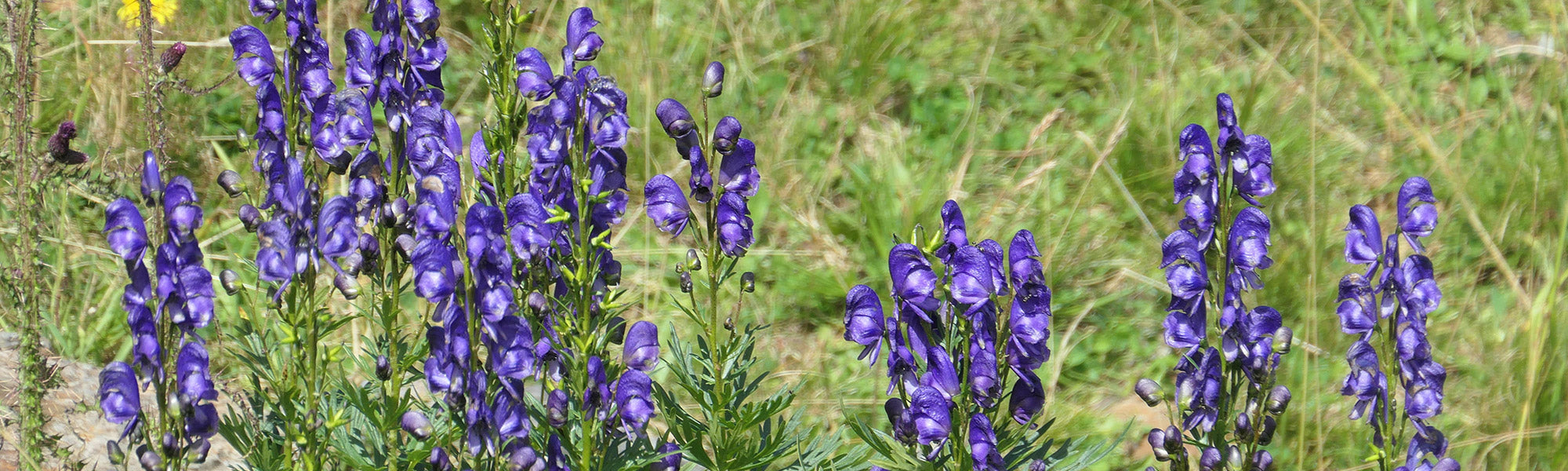 Vossenmonnikskap - Aconitum vulparia