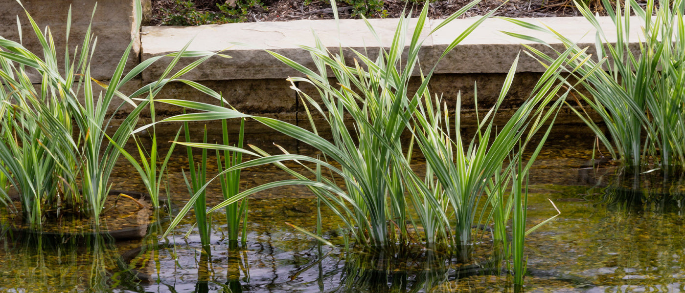 Rumph's kalmoes - Acorus rumphii