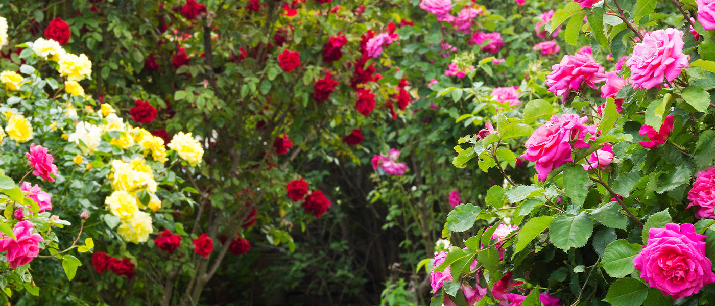 Rozen in pot tot 10% korting!