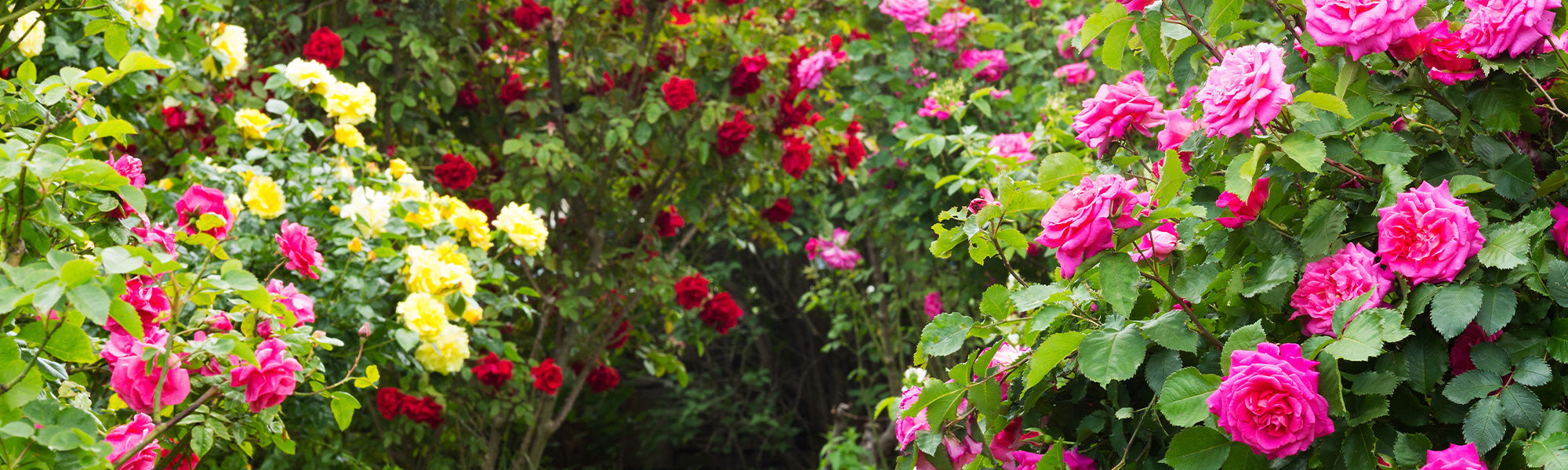 Rozen in pot tot 10% korting!