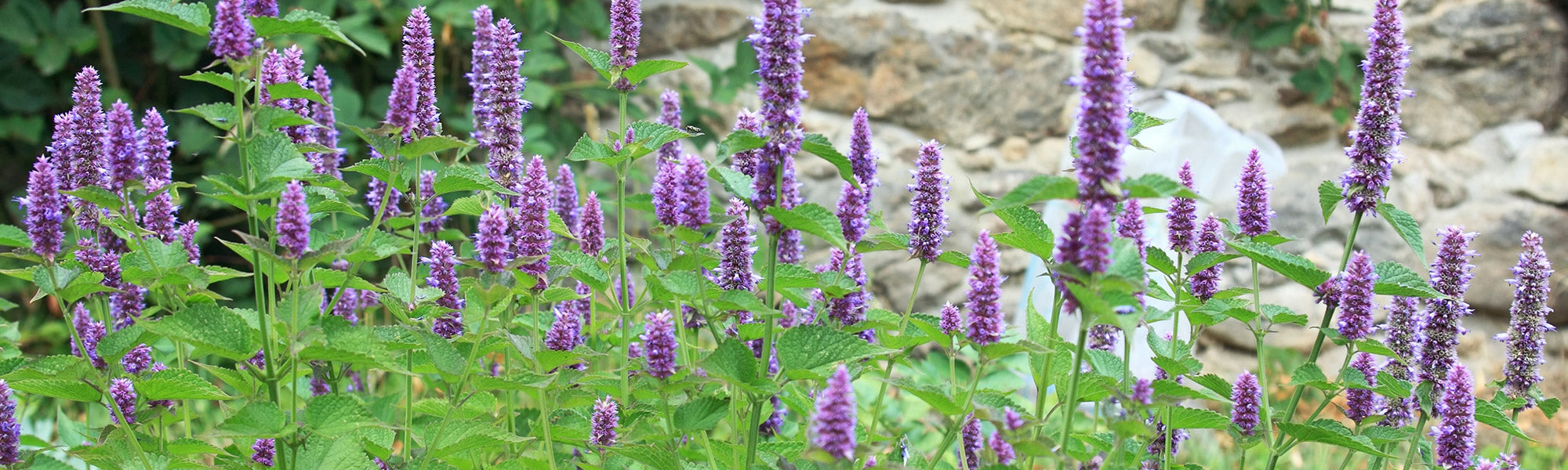 Oranje netel - Agastache aurantiaca