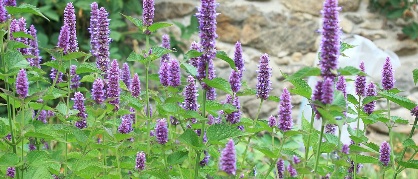 Scrofularia bladnetel - Agastache scrophulariifolia