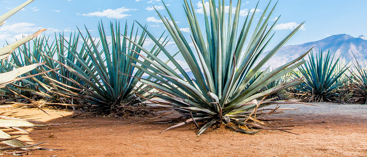 Blauwe agave - Agave tequilana