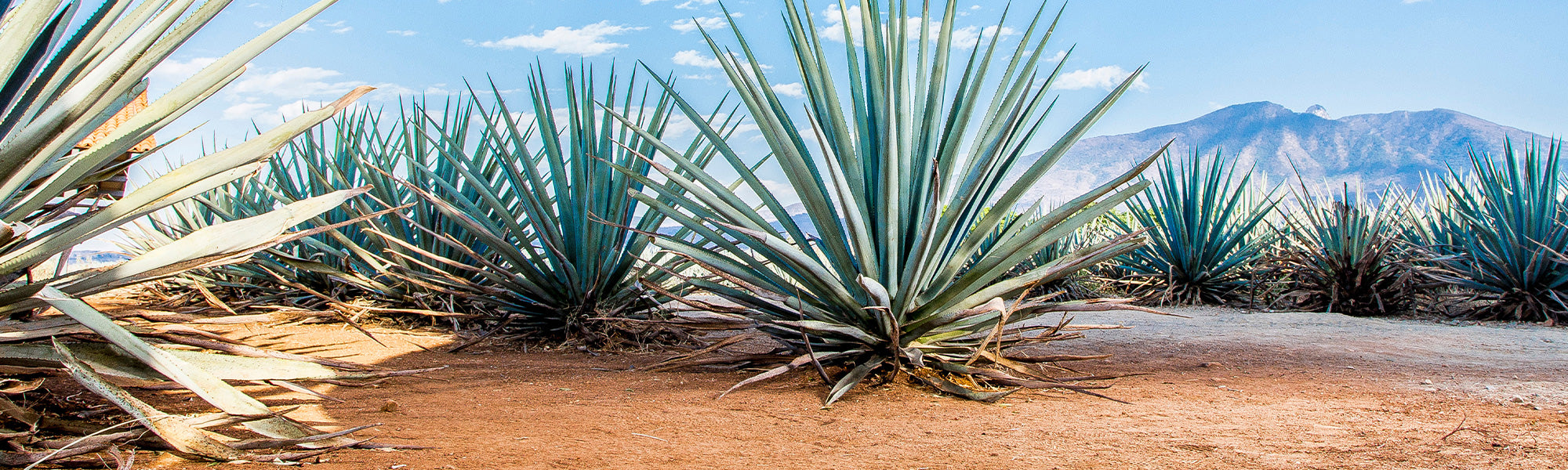 Blauwe agave - Agave tequilana