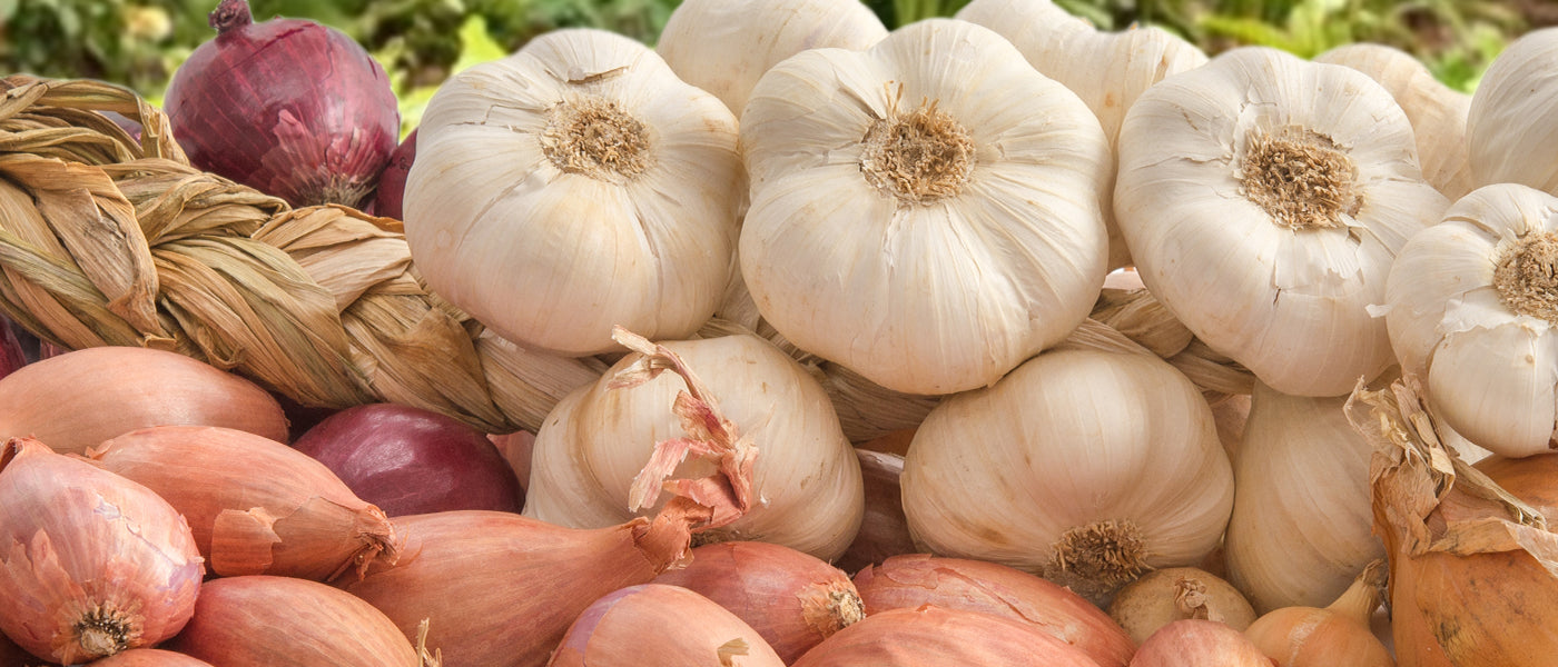 Knoflook, Uien en Sjalotten