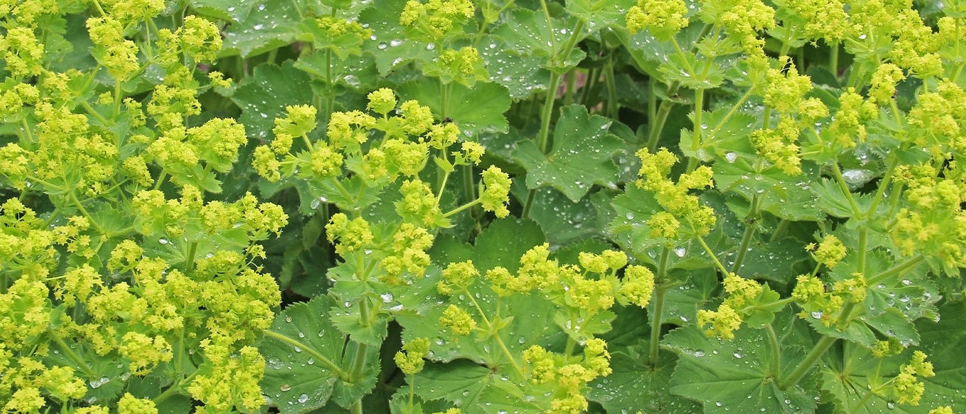 Vrouwenmantel