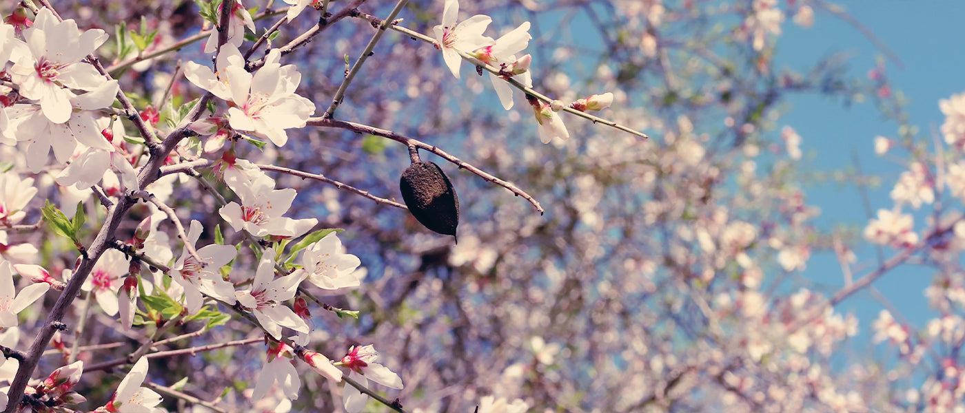 Amandelboom - Prunus dulcis