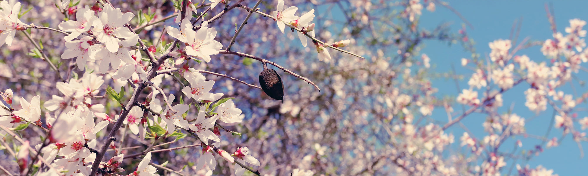 Amandelboom - Prunus dulcis
