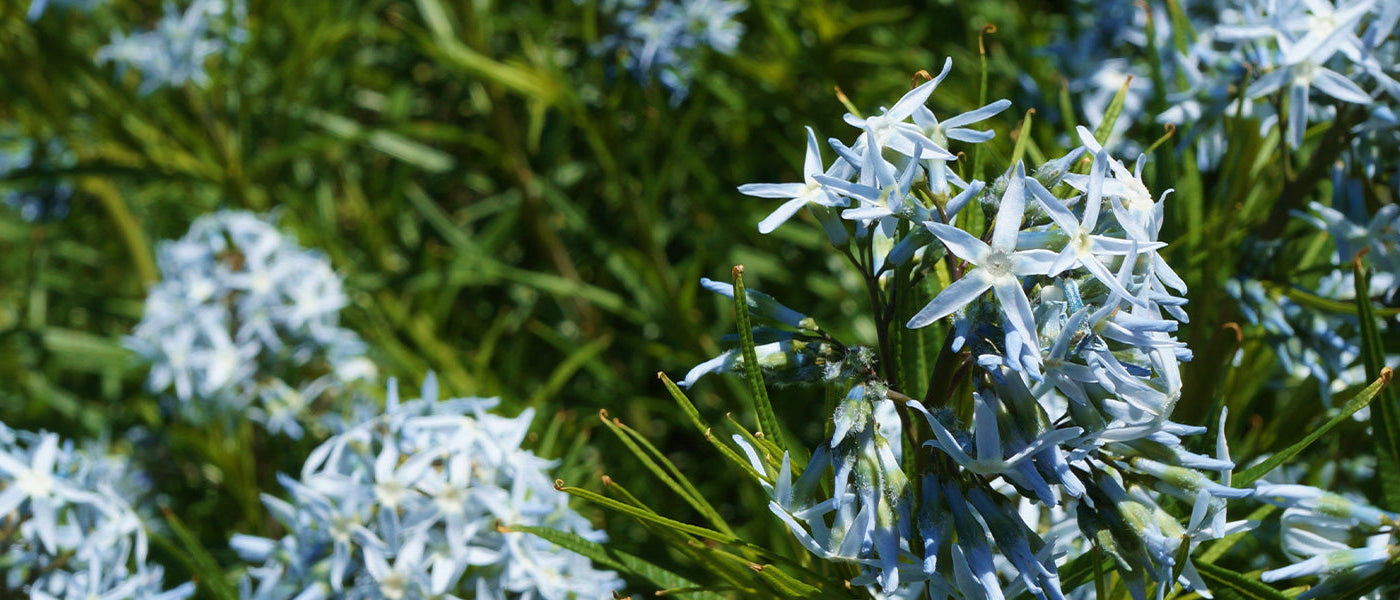 Amsonia Collectie