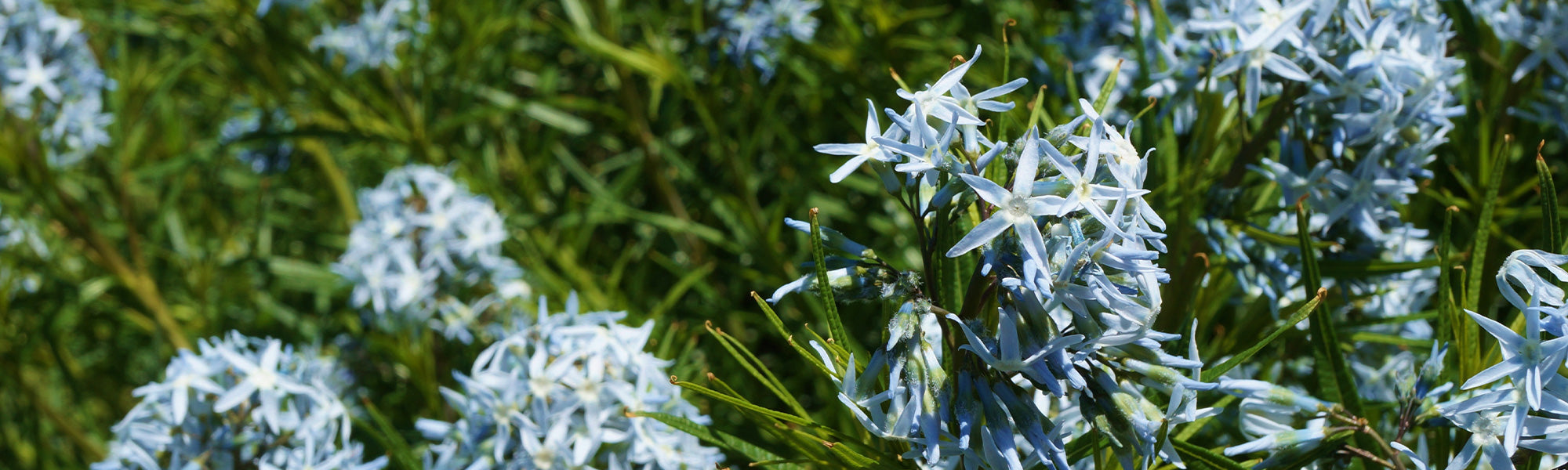 Gezoomde amsonia - Amsonia ciliata