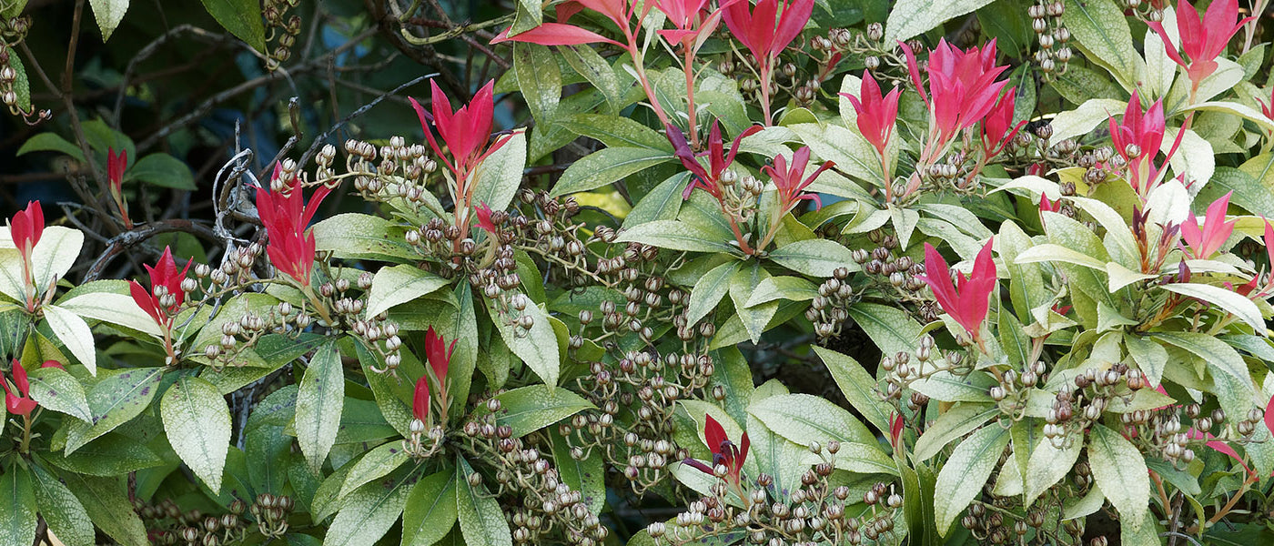 Pieris - Pieris