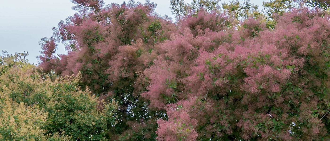 Pruikenboom - Cotinus