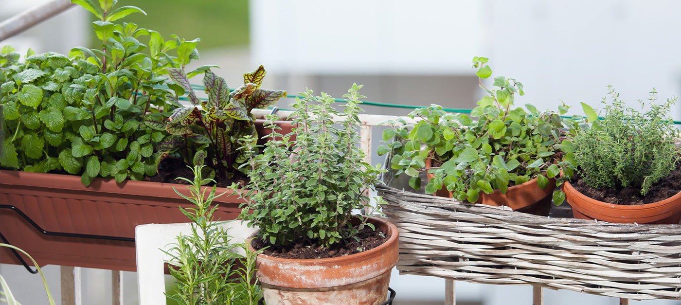 Aromatische planten voor balkon