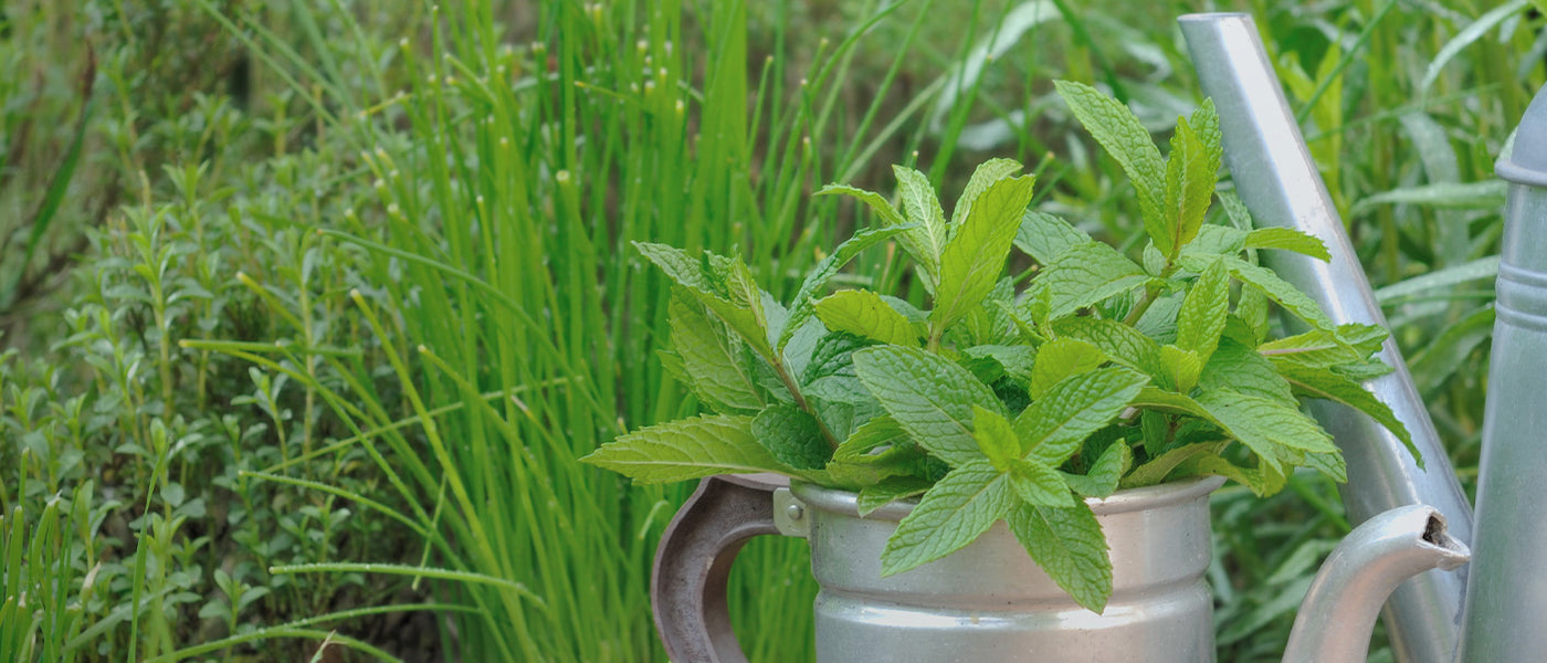 Kleinbladige basilicum - Ocimum minimum