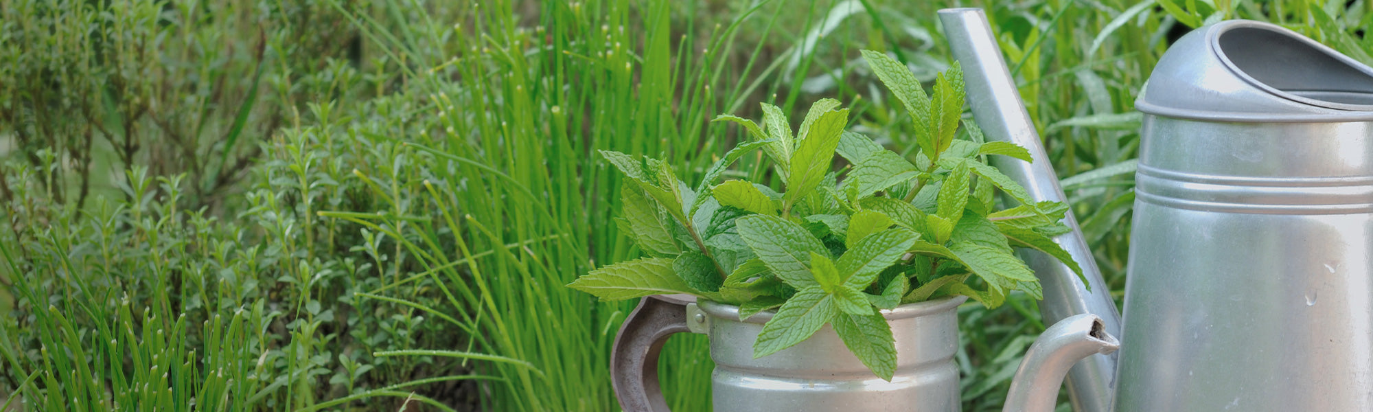 Kleinbladige basilicum - Ocimum minimum