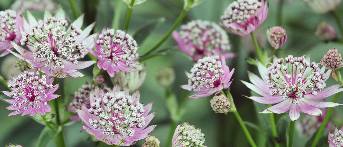 Astrantie