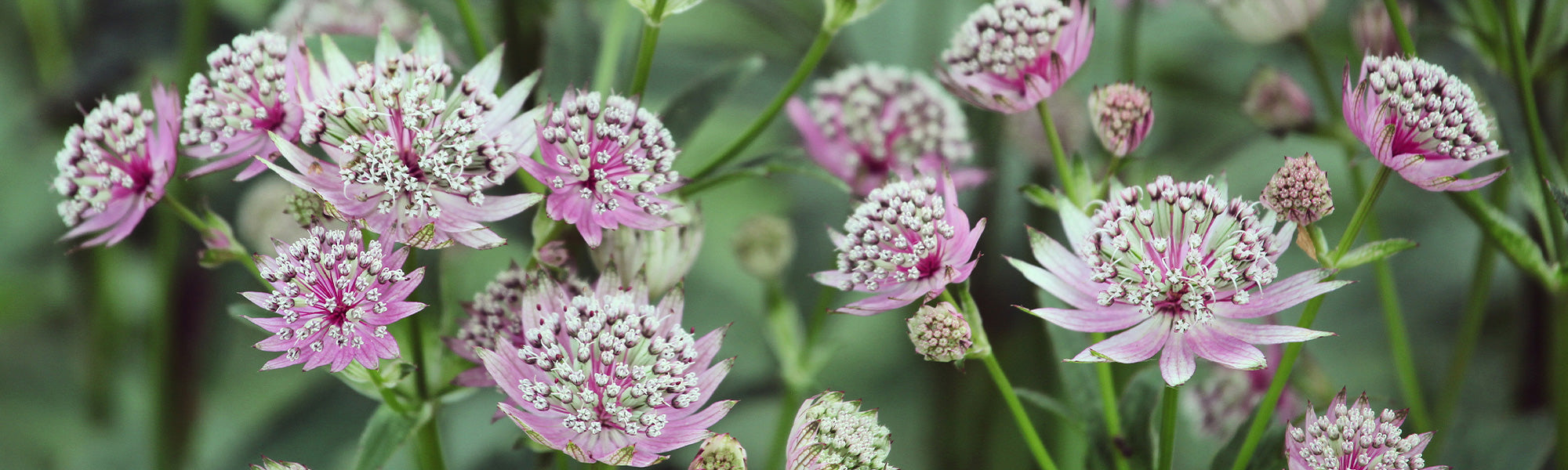 Astrantie