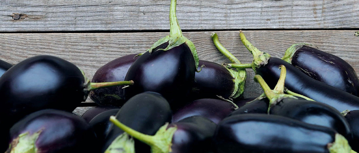 Aubergineplanten