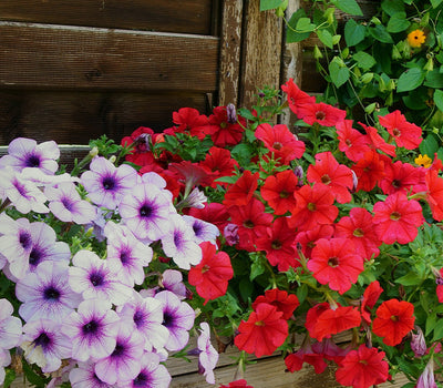 Balkon op bloeiperiode