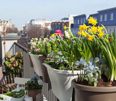 Bloeiend balkon in de lente