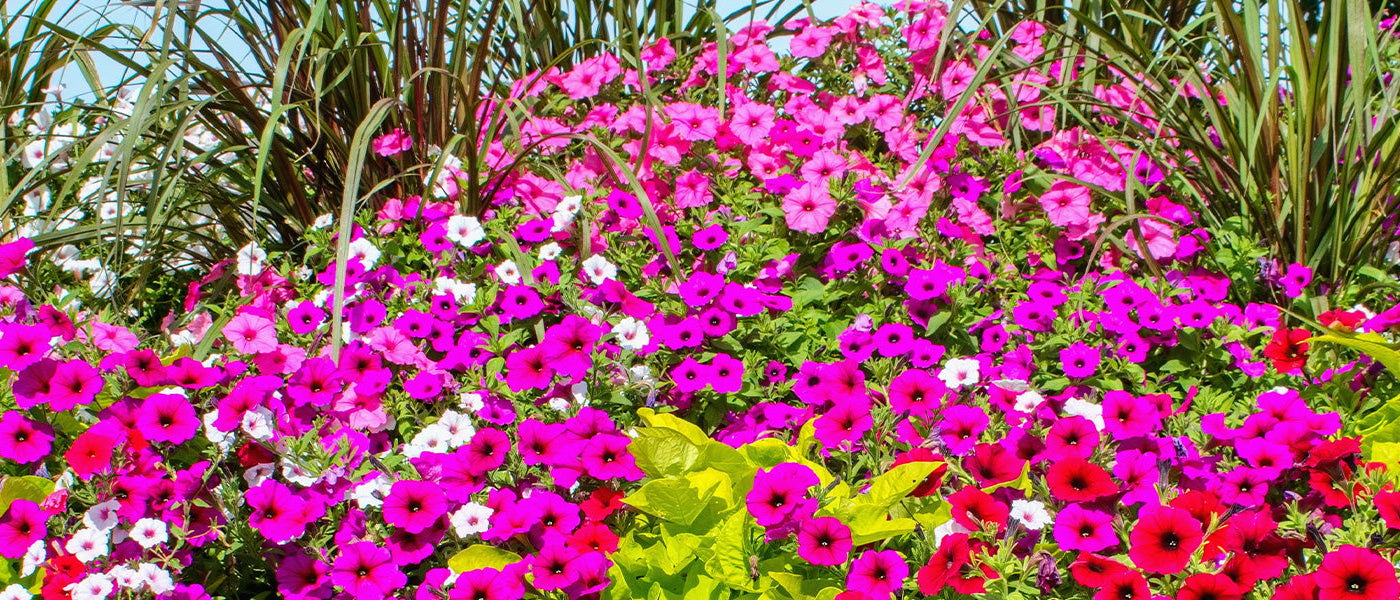 Focus : Plantenwaterval