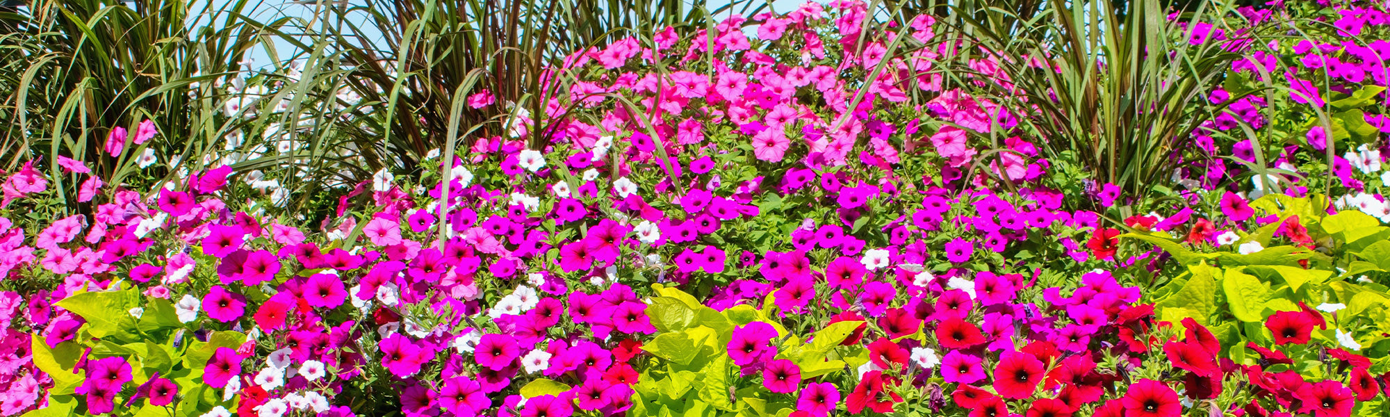Focus : Plantenwaterval