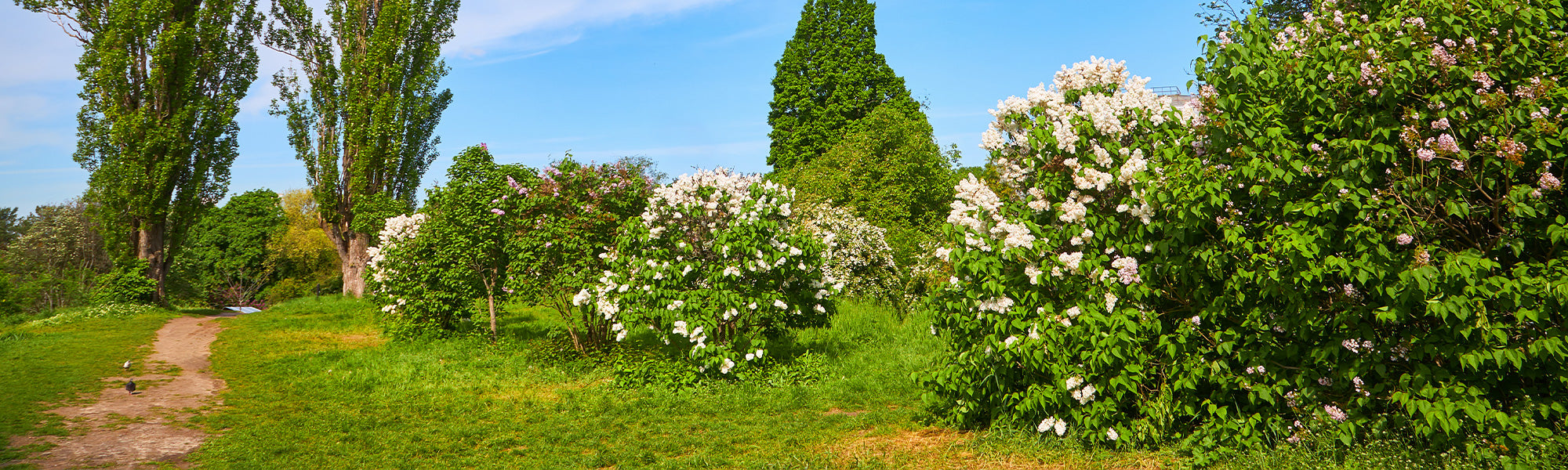 Planten die klaar zijn om de hitte te trotseren