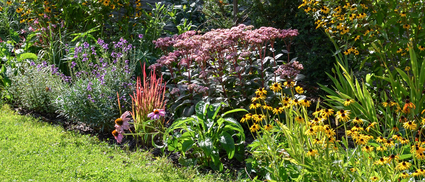 Laatbloeiende planten tot 30% korting!