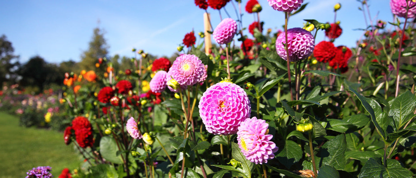 Focus Dahlia's!