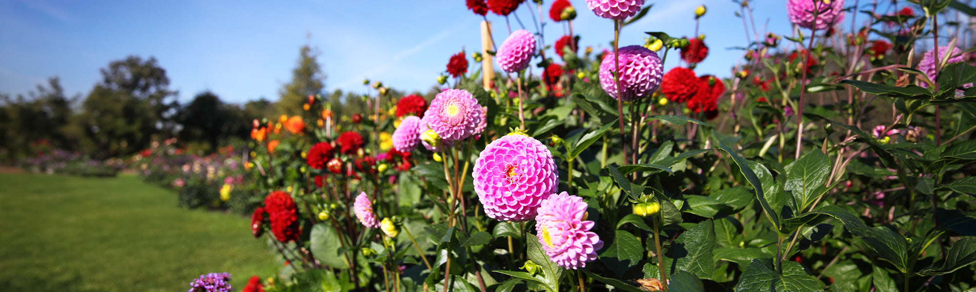 Focus Dahlia's!