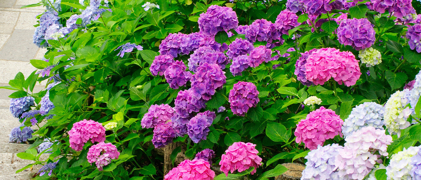 Focus op hortensia's