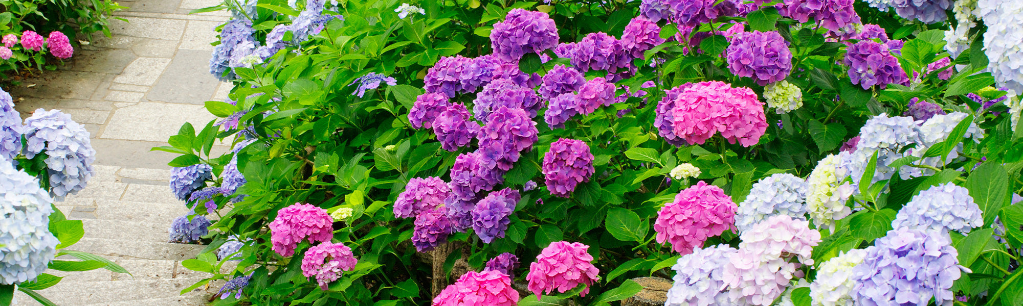 Focus op hortensia's