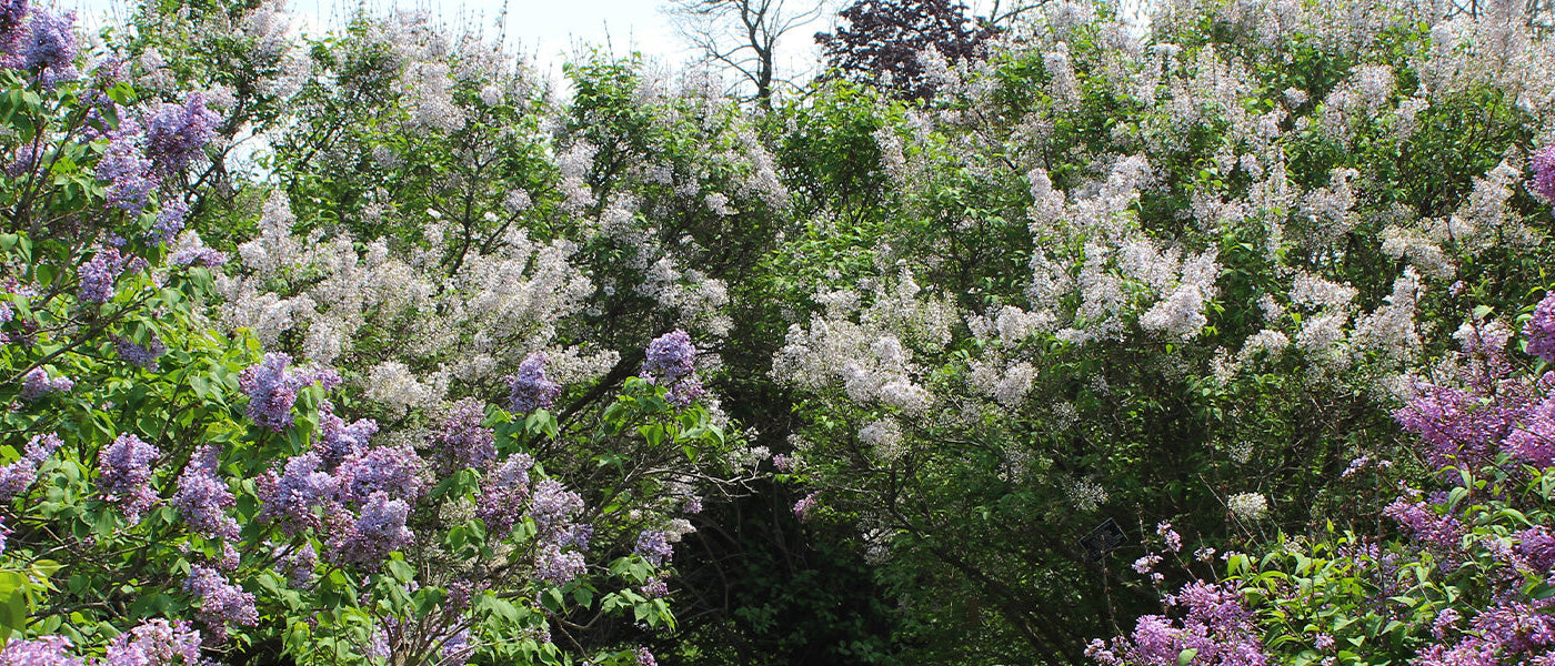 Focus op lilas!