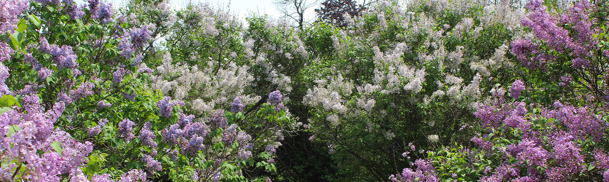 Focus op lilas!