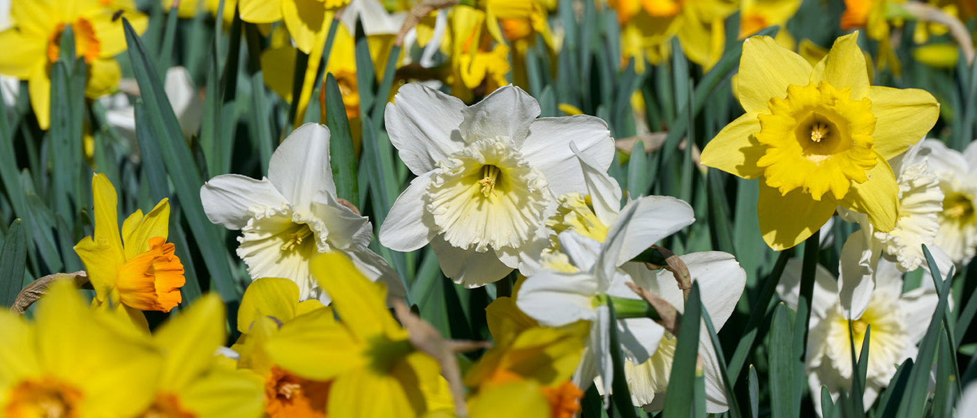 Focus Narcissen