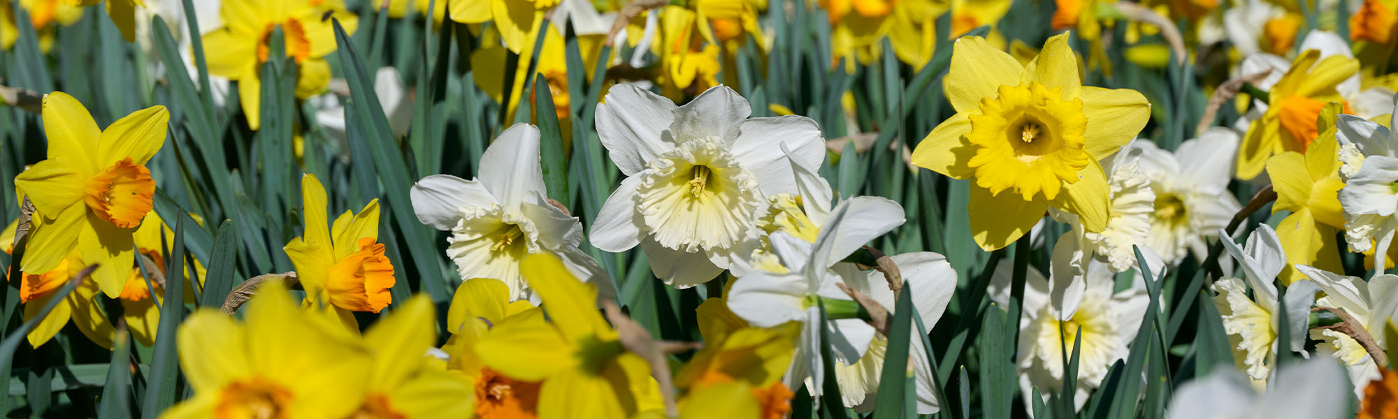 Focus Narcissen