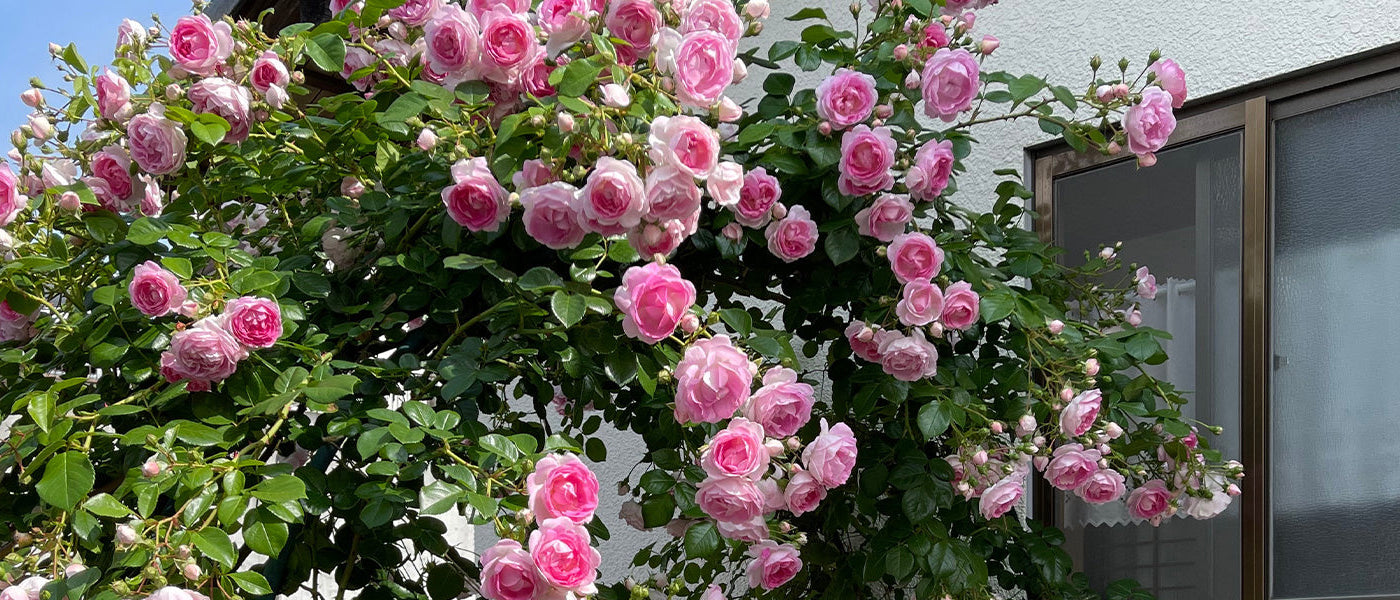 Focus rozen in pot!