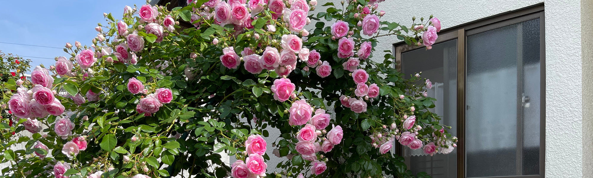 Focus rozen in pot!