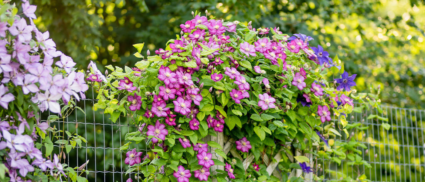 Focus clematis