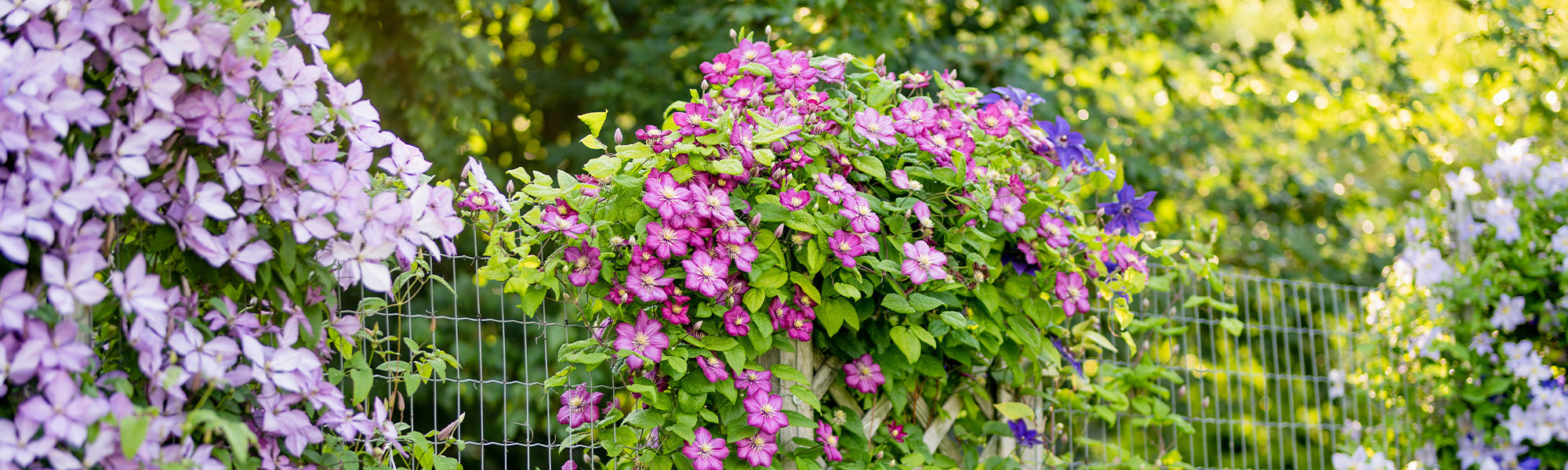 Focus clematis