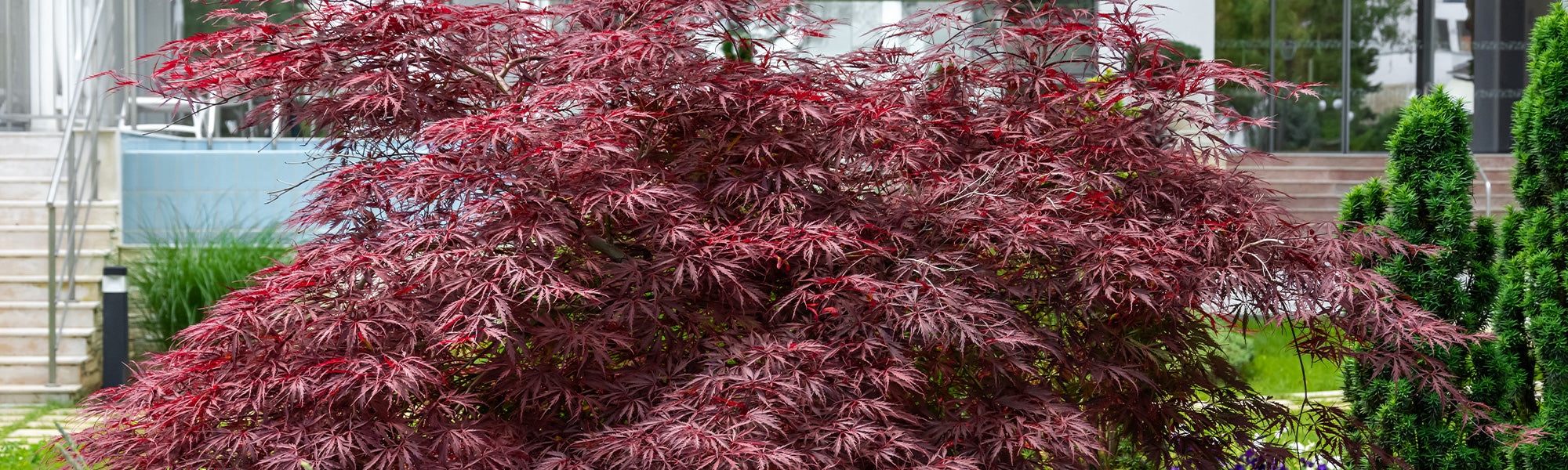 Focus Japanse esdoorn