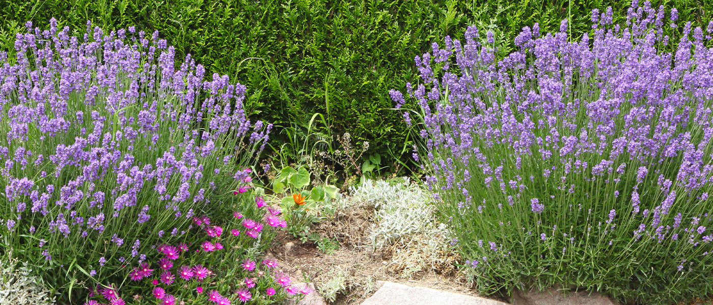 Focus op lavendel