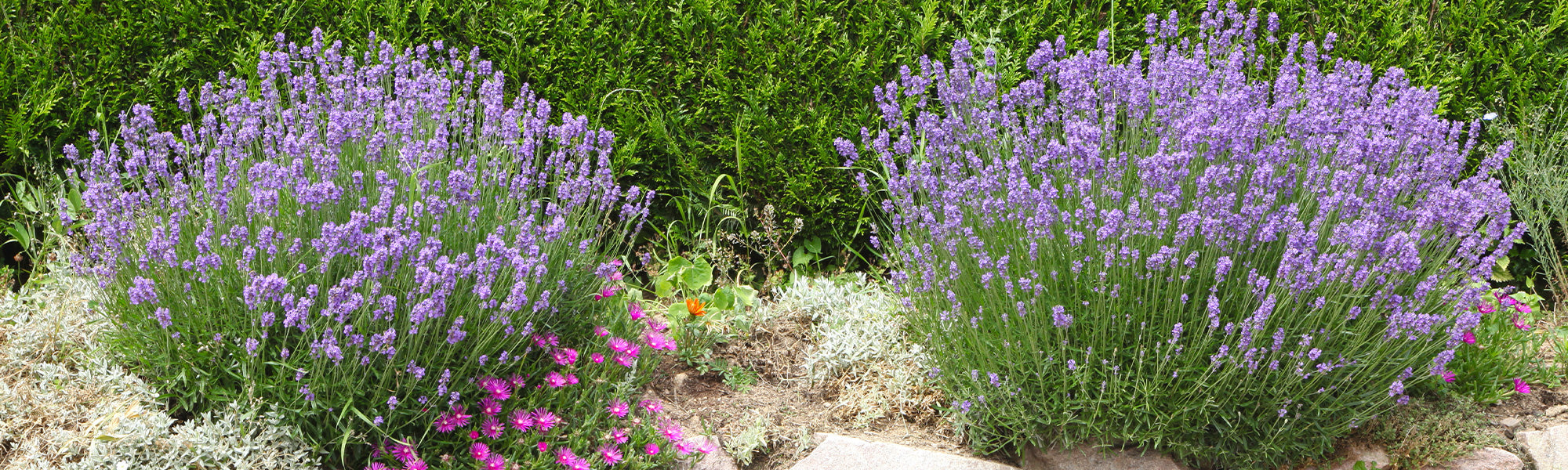 Focus op lavendel